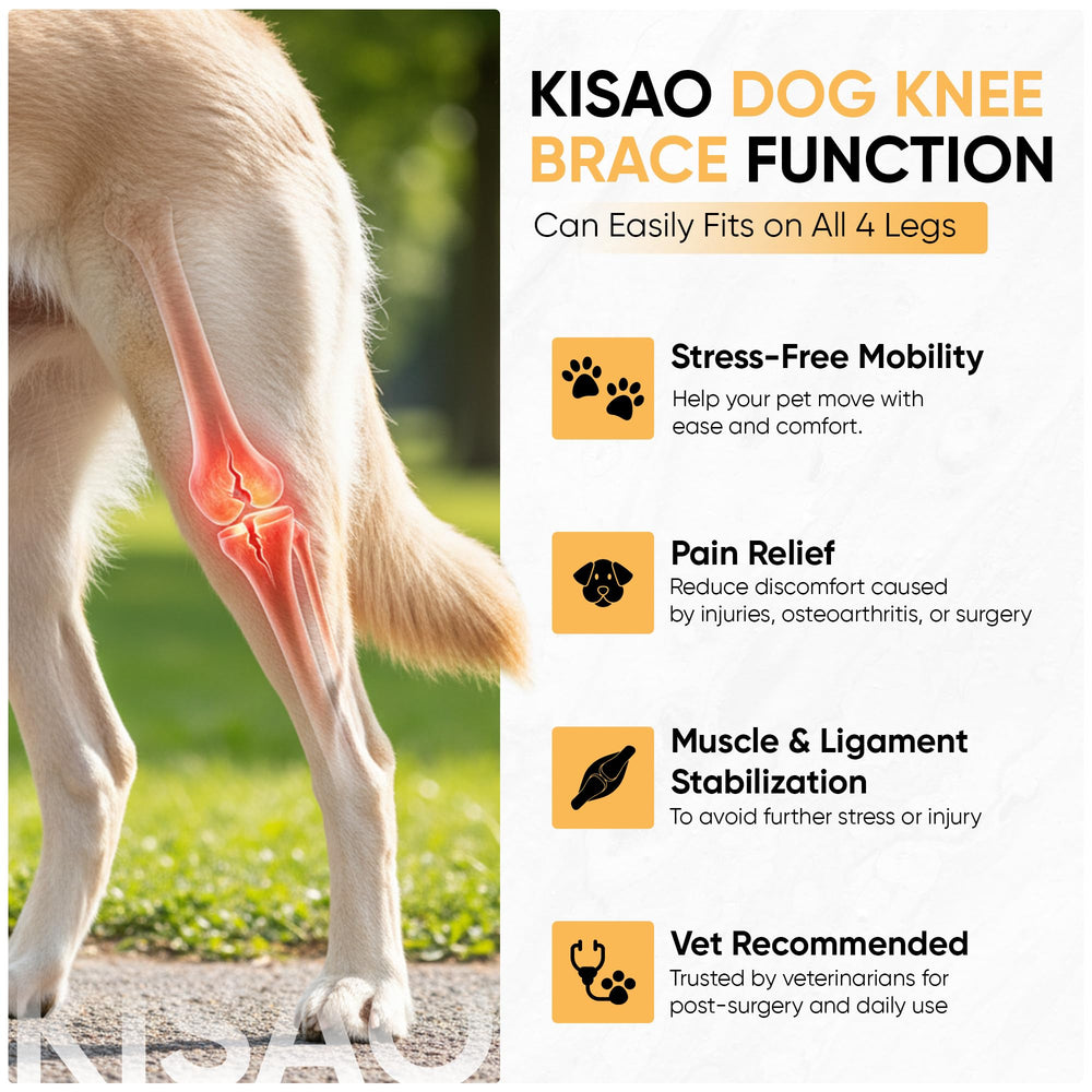 KISAO knee brace on right hind leg supports comfortable movement.