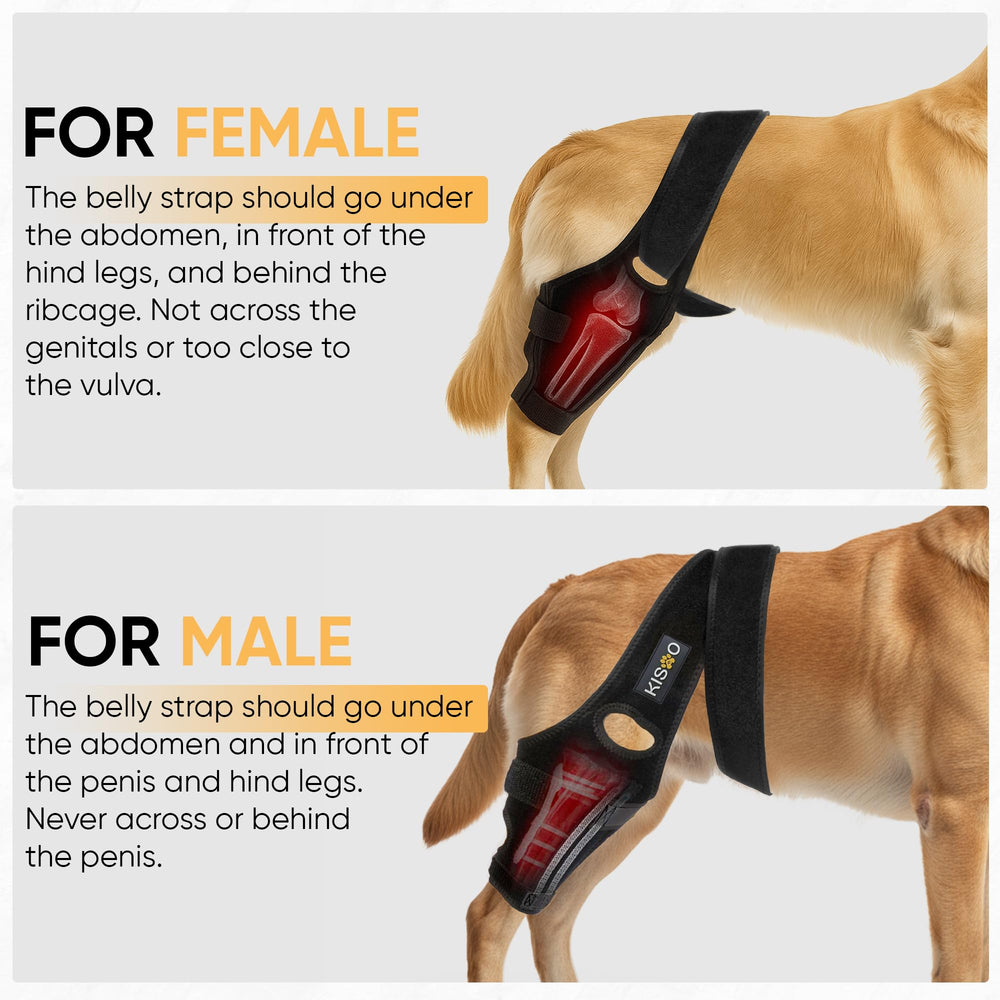 KISAO dog knee brace worn during walks helps confidence.