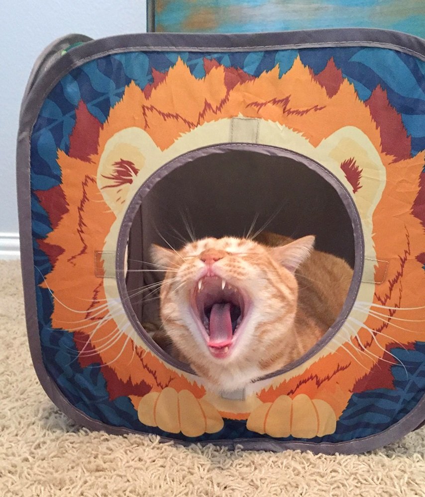Kitty City Safari Tiger Hideout shown as a cozy retreat where cats relax after play.