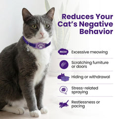 Kitty Kompass pheromone formula bottle shows natural calming support.