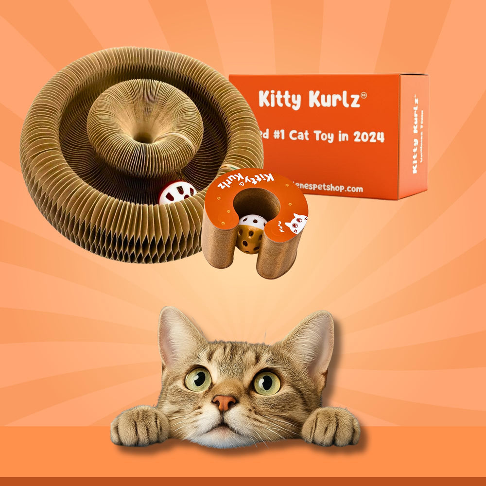 Kitty Kurlz ball track with bell promotes pursuit and continuous activity