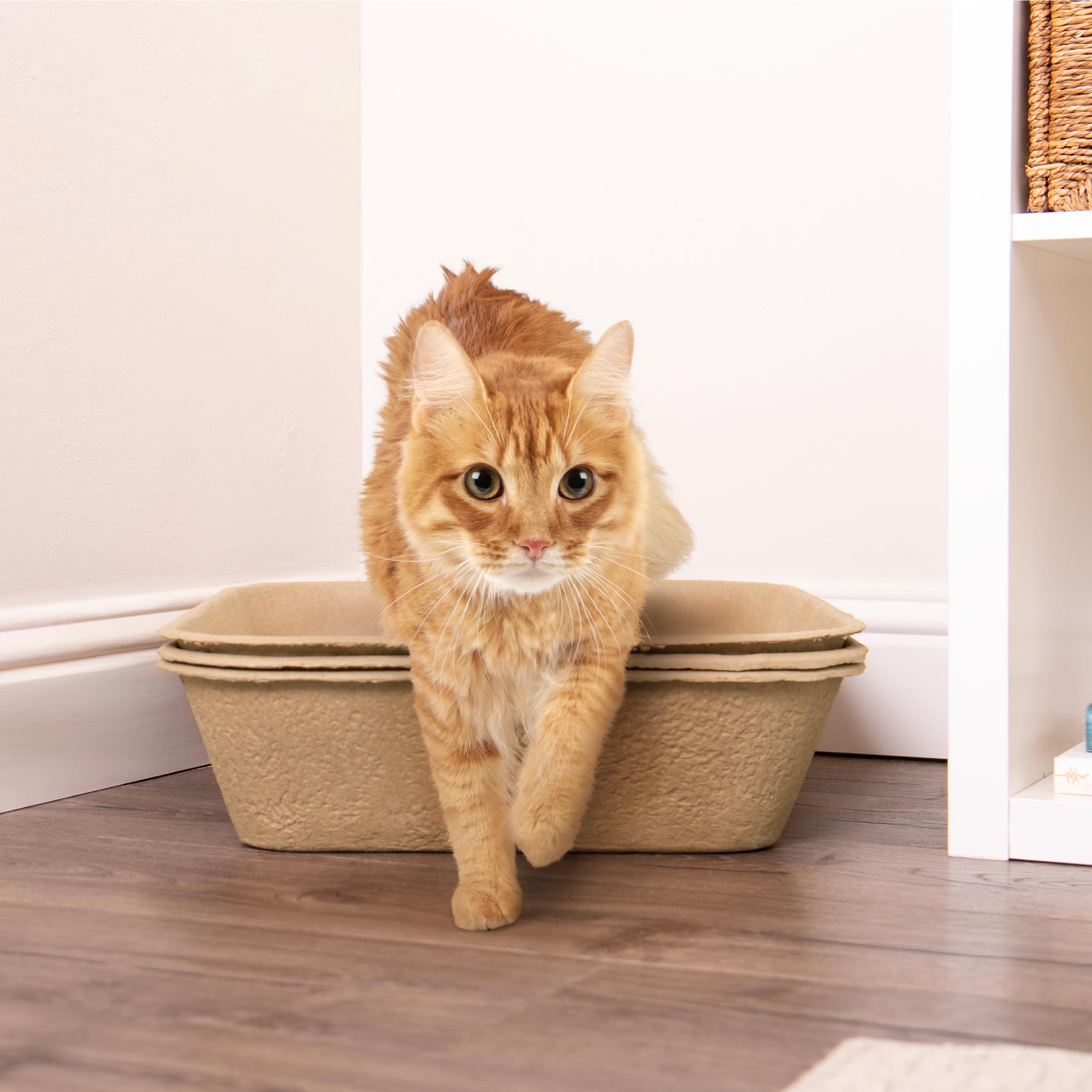 Kitty Sift multi-cat ready for households