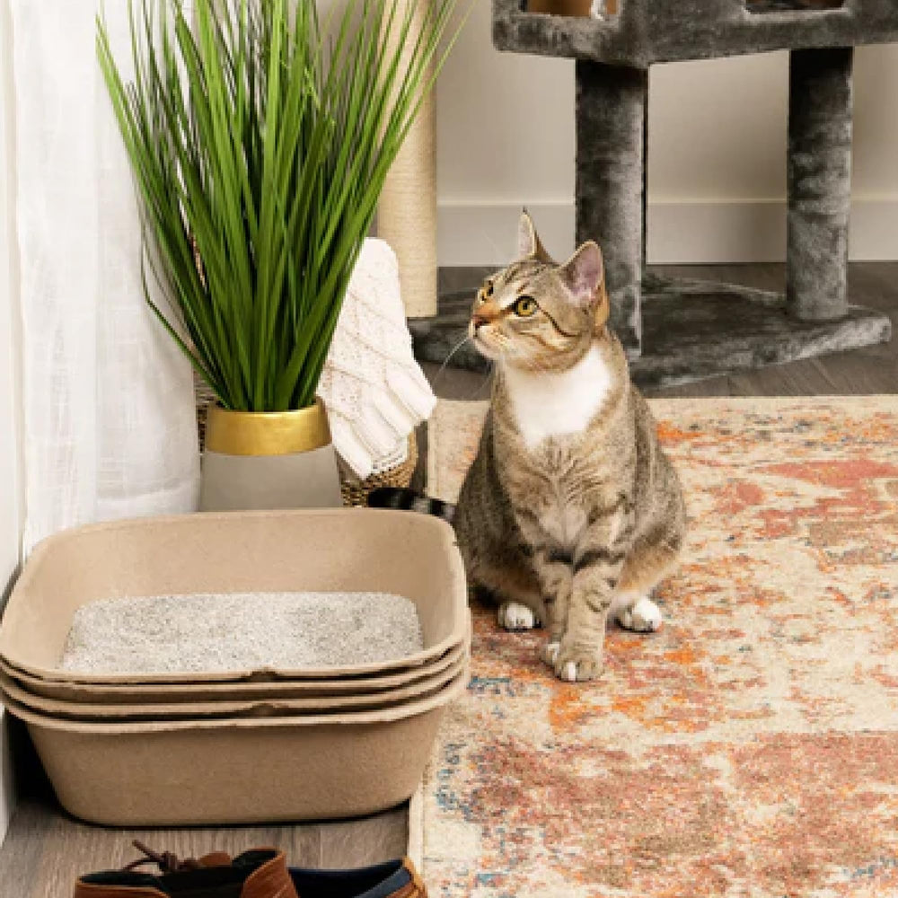 Kitty Sift simple assembly and cleaning for a scoop-free routine.