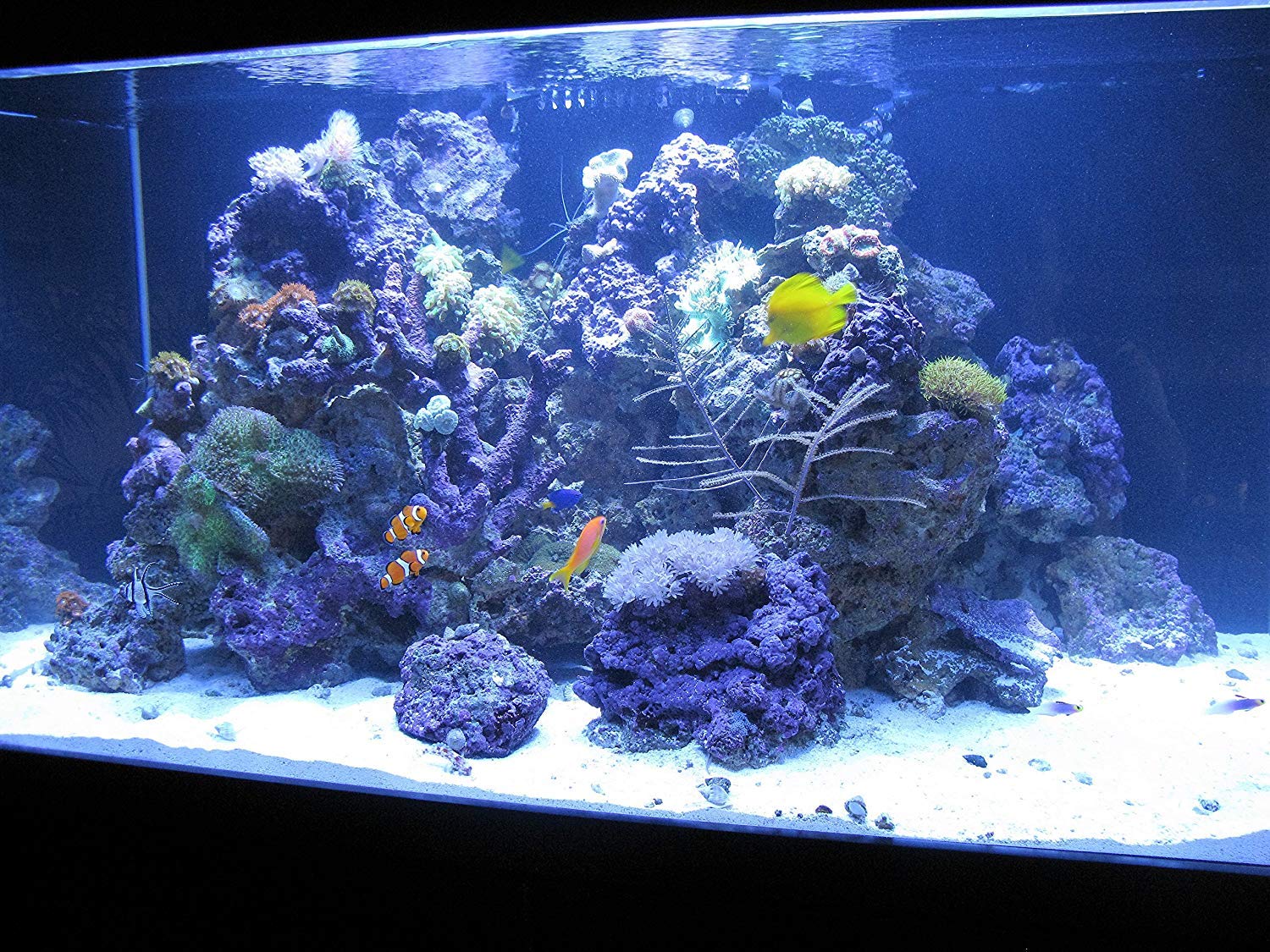 Kolar Labs Crystal Cal activated carbon reducing odors in an aquarium setup.