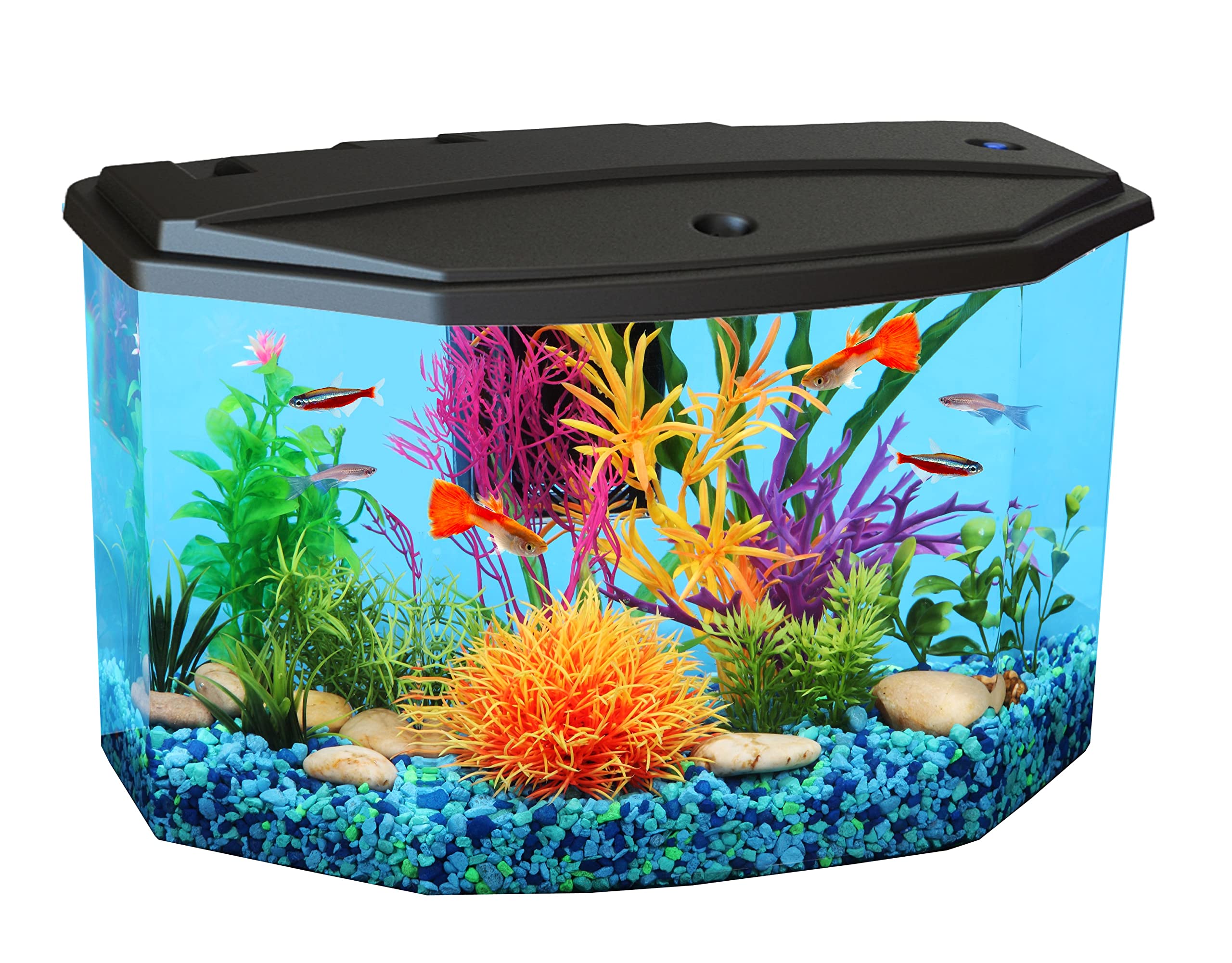 Koller Products AquaView 3-Gallon aquarium LED lighting enhances color and viewing.
