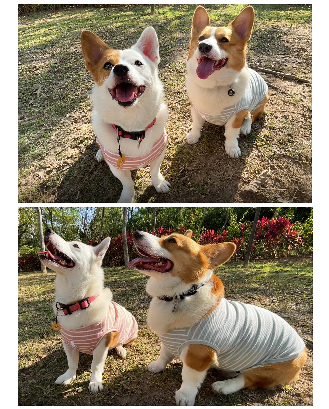 Koneseve dog shirt vest on a dog demonstrating easy wear and daily style
