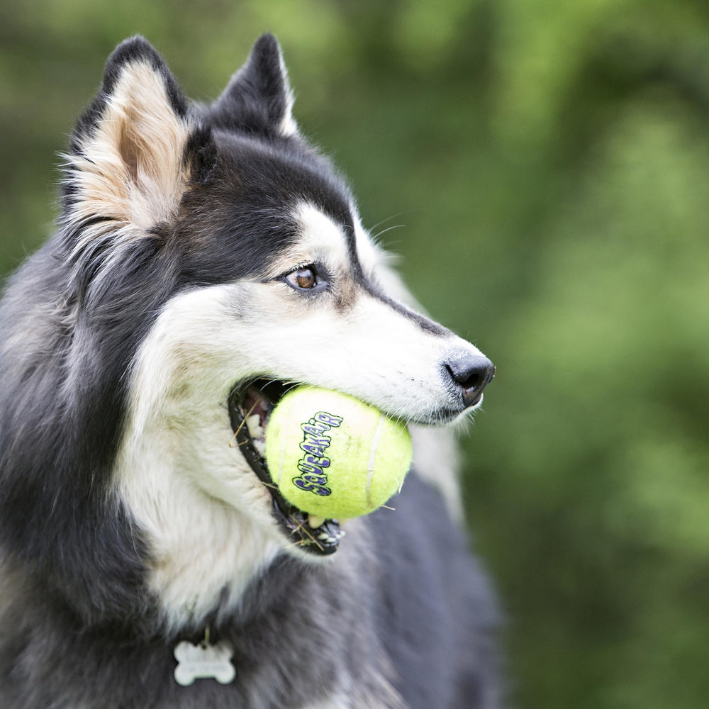 KONG Air SqueakAir ball side view; durable construction for daily fetch.