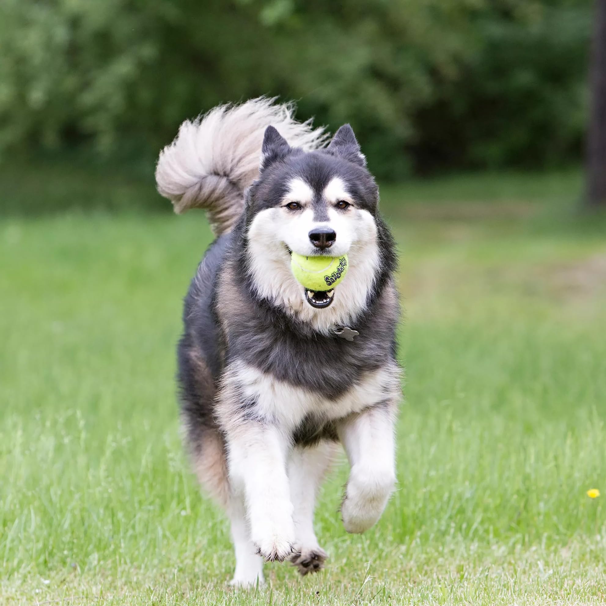 KONG Air SqueakAir ball squeaker in action; playful sound boosts interaction.