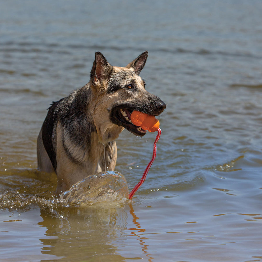 KONG Aqua foam-core floats as your dog swims to retrieve.