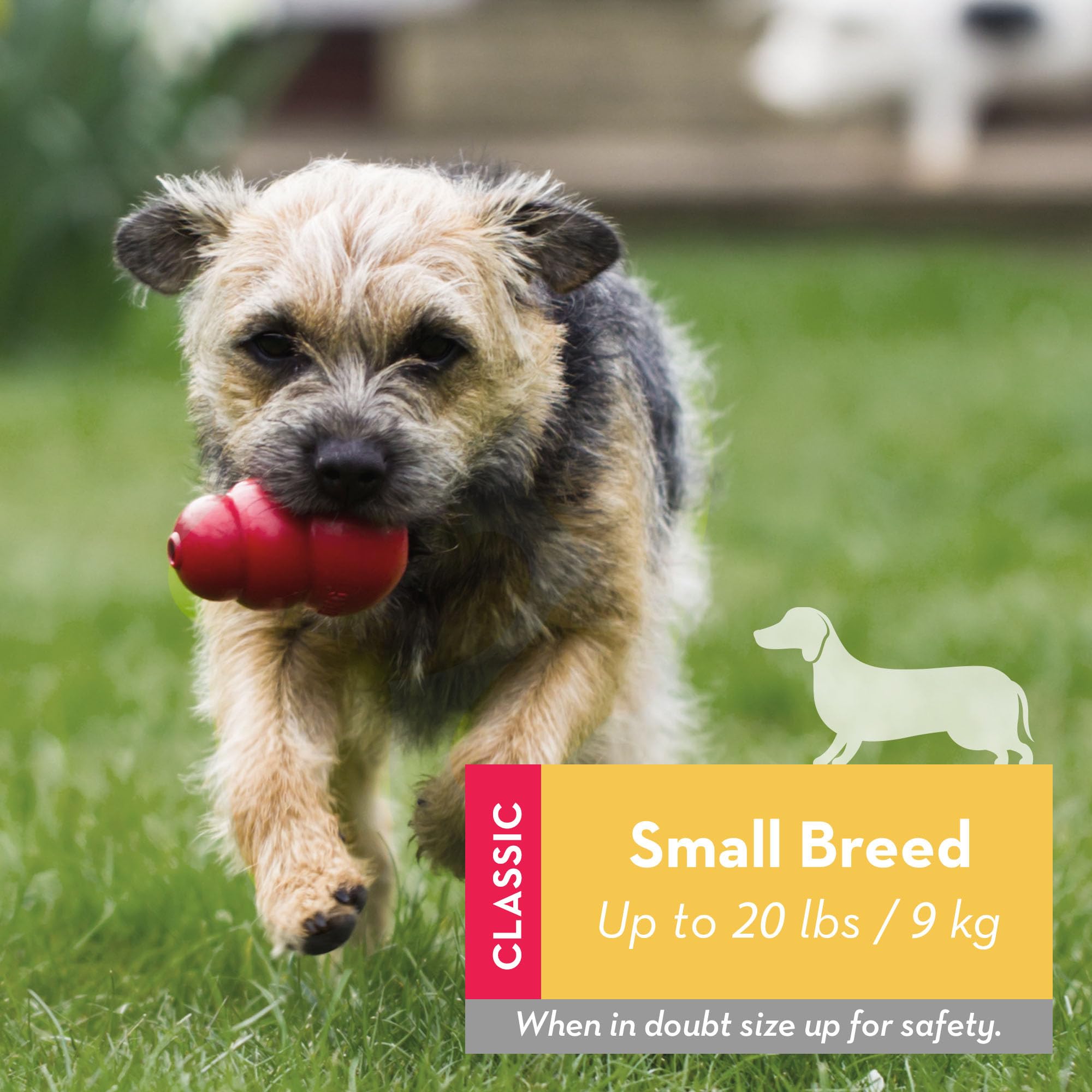 KONG Classic with erratic bounce stimulates engagement during fetch and solo chewing.