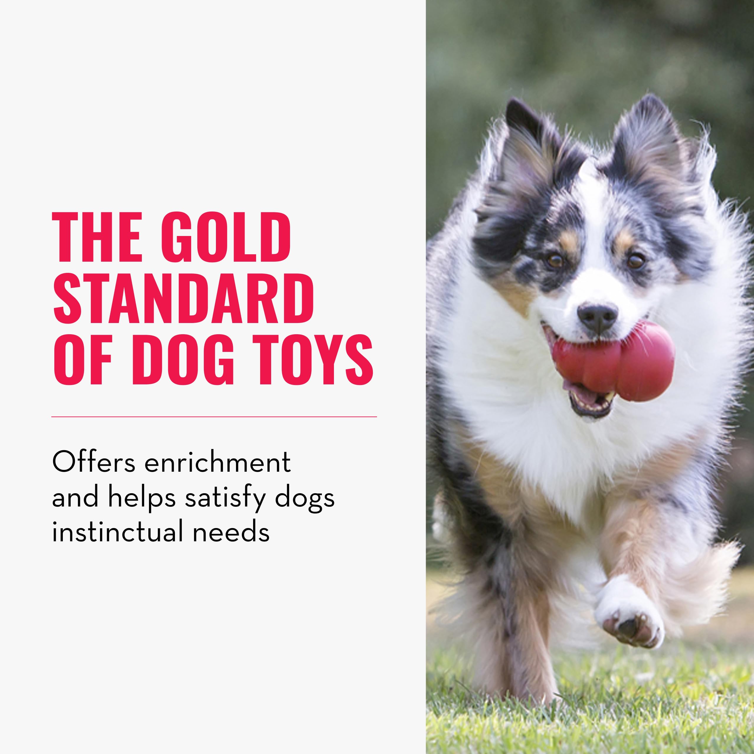 KONG Classic toy with unpredictable bounce for active fetch sessions