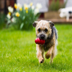 KONG Classic Medium Dog Toy red, ideal for stuffing treats and enrichment.