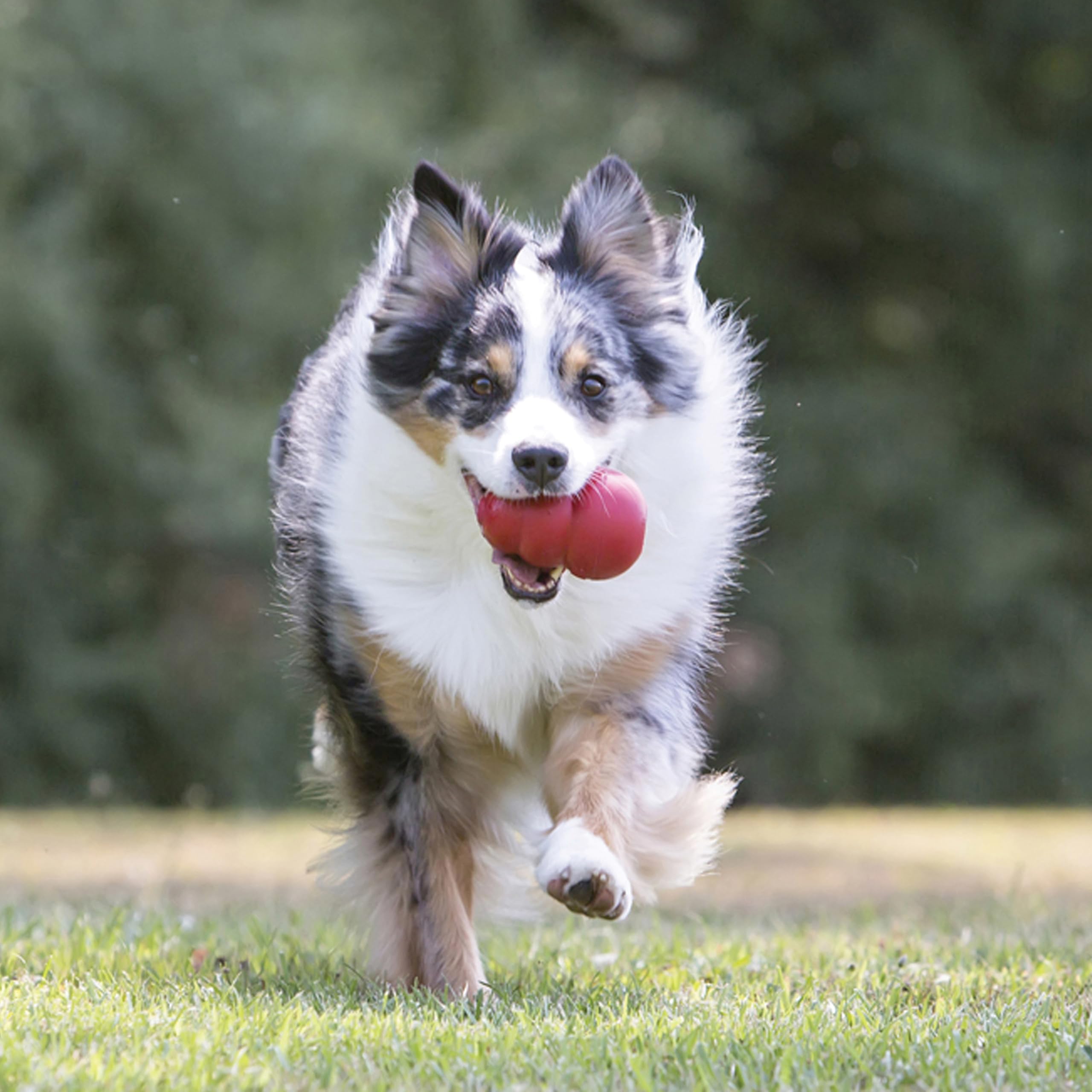 KONG Classic Stuffable Toy offers treat filling to extend playtime and reward-based engagement.