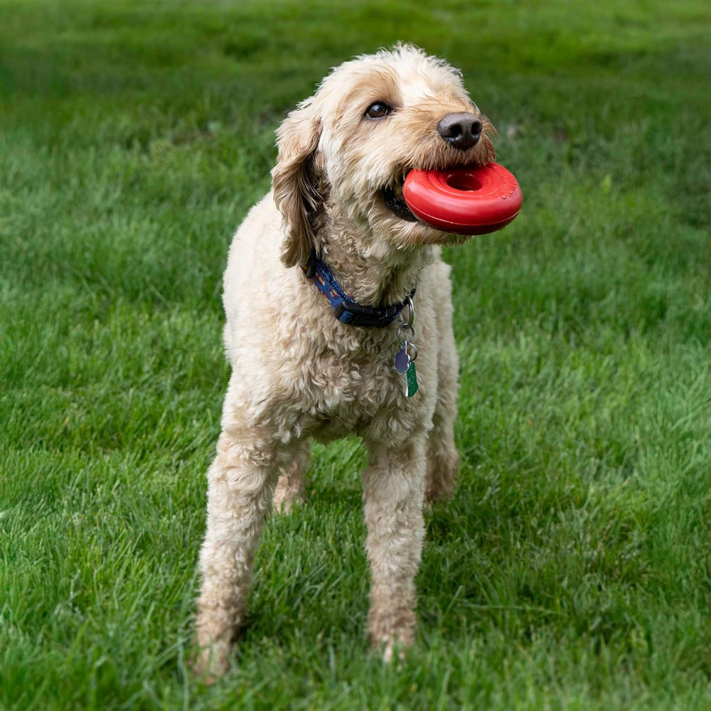 The KONG Donut dog toy inner rubber detail shows durability.