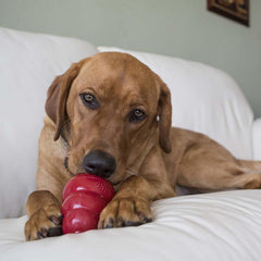 KONG Easy Treat being squeezed into a stuffed KONG for interactive play.