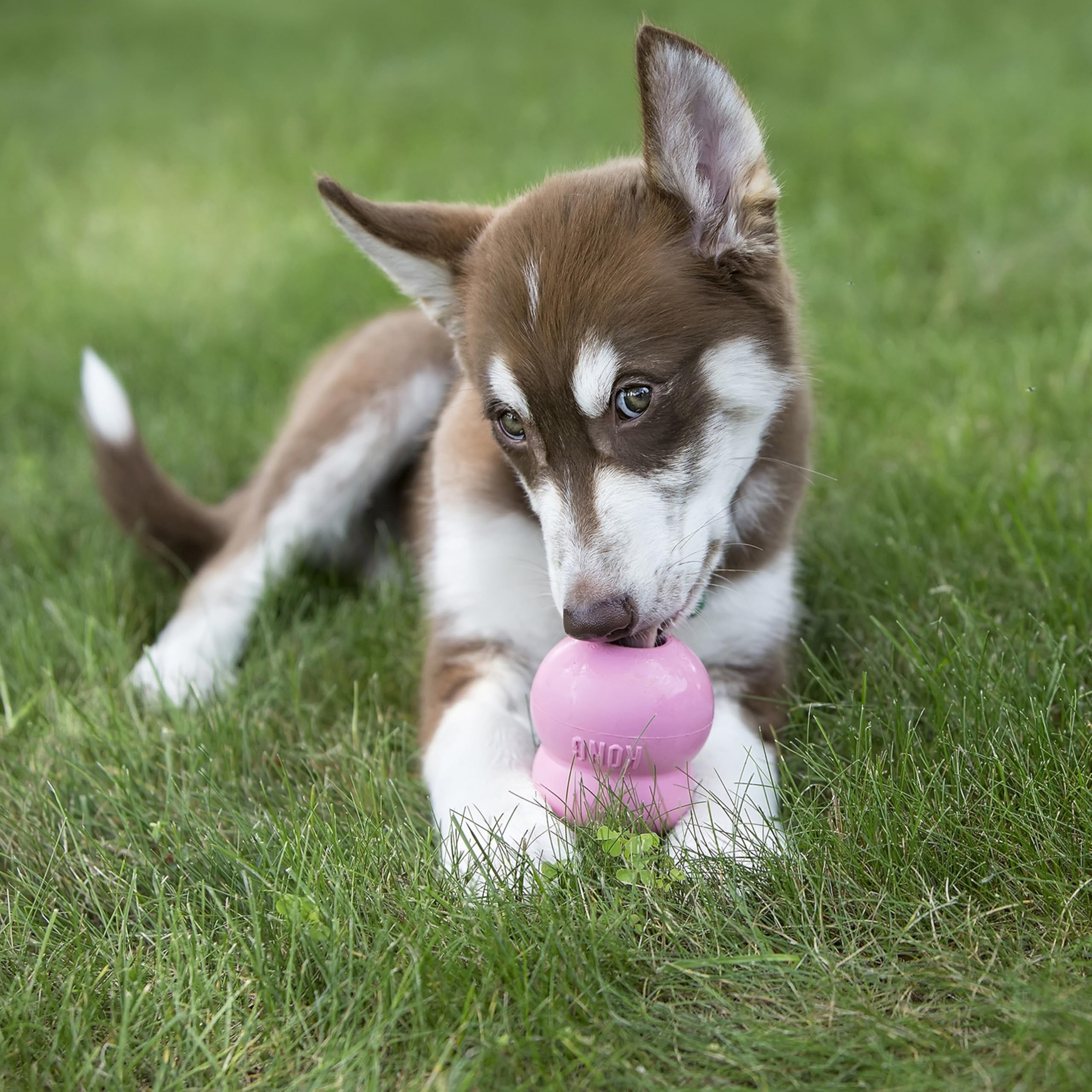 No-mess nozzle controls amount when stuffing KONG toys