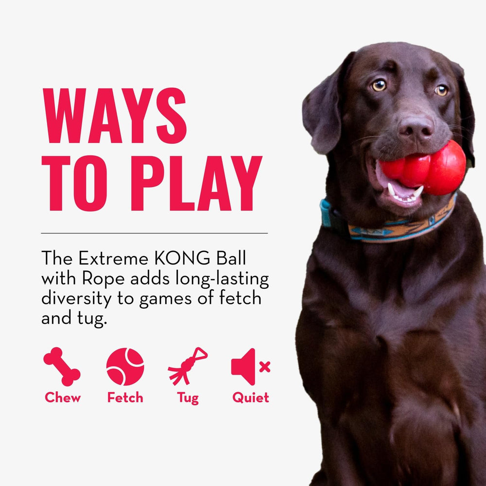 KONG Extreme ball with rope in black helps massage gums during chewy sessions.