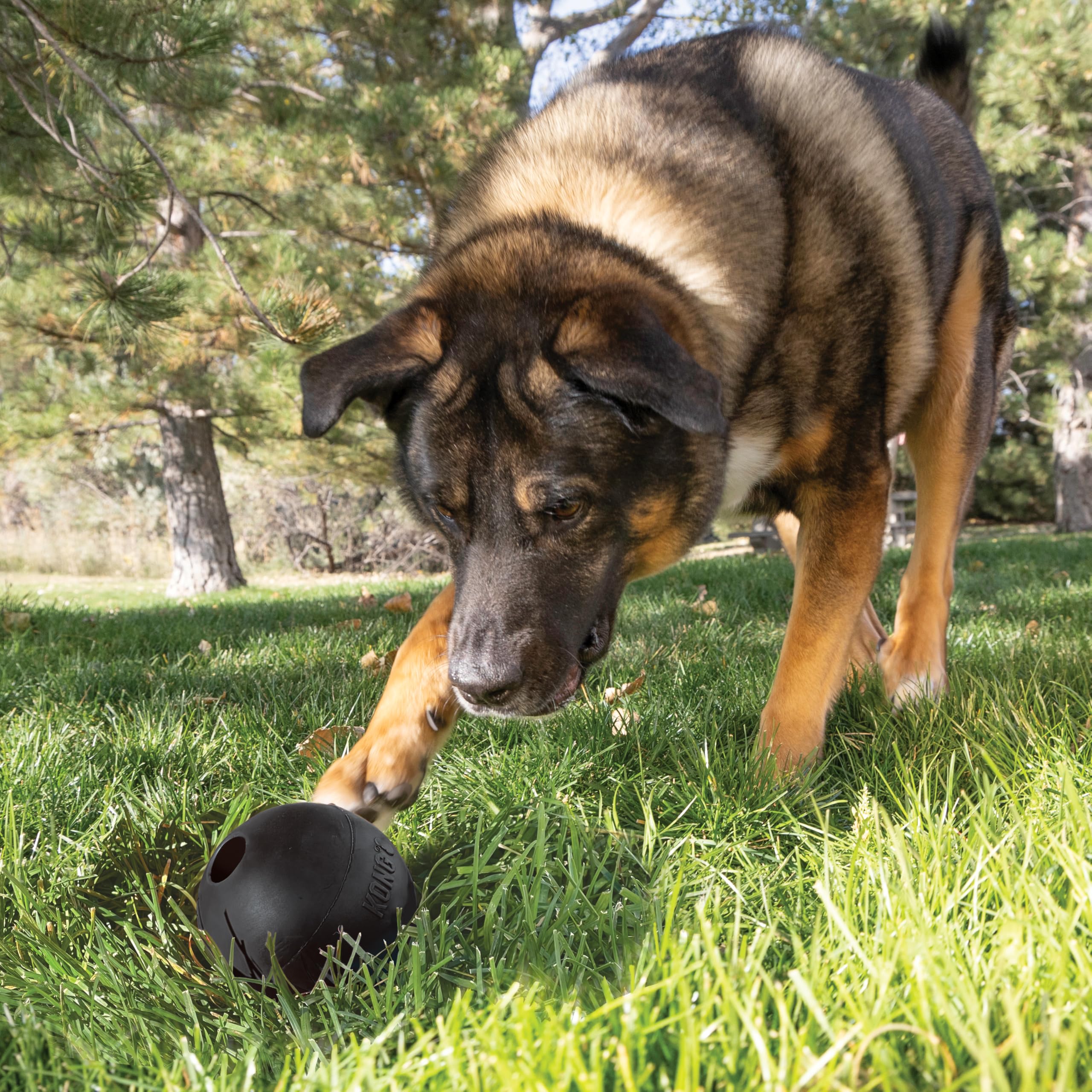 KONG Extreme Ball with Hole showing rugged natural rubber for long-lasting use.