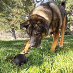 KONG Extreme Ball with Hole showing rugged natural rubber for long-lasting use.