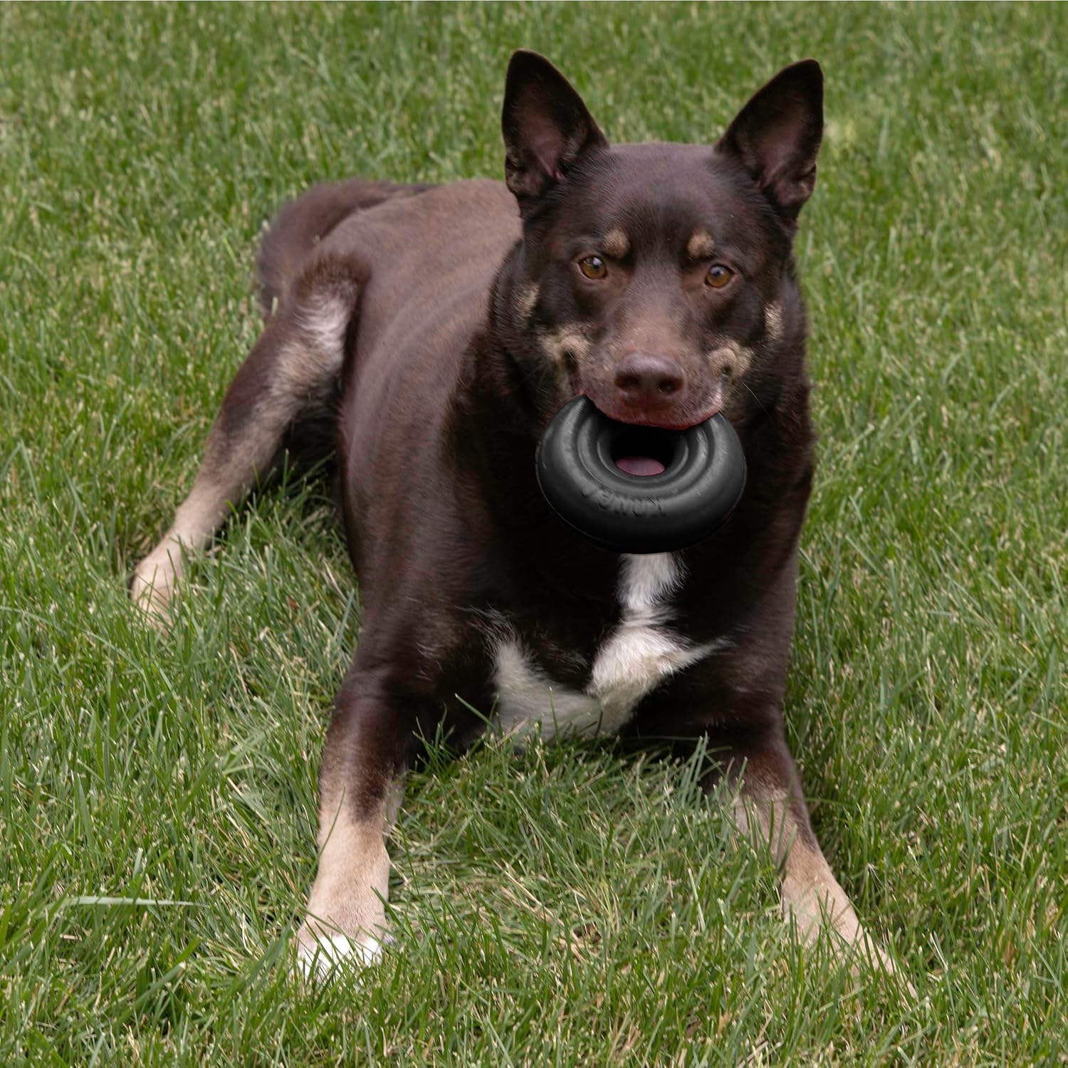 KONG Extreme Donut safe-teeth-gums context indicating gentle cleaning while chewing.