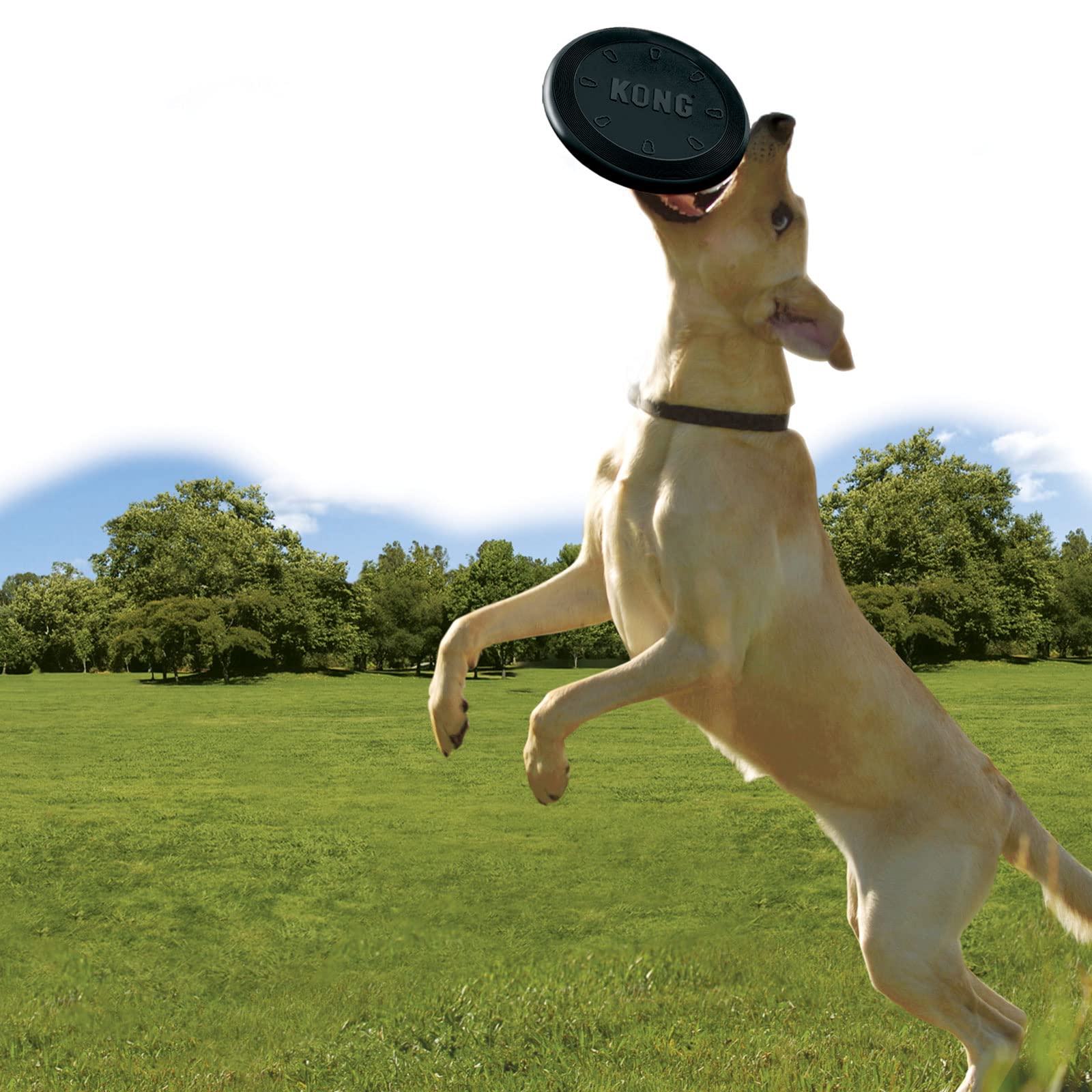 KONG Extreme Flyer enables bonding during outdoor retrieval games.