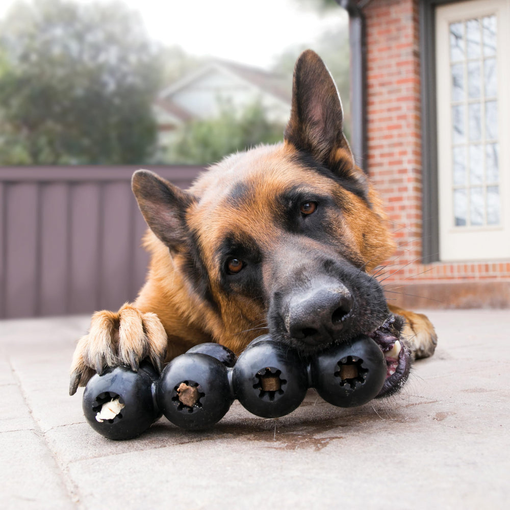 Inside treat-holes of Goodie Ribbon encourage interactive reward.