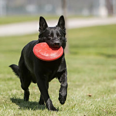 Close-up of natural rubber texture on KONG Flyer for soft, durable catching.