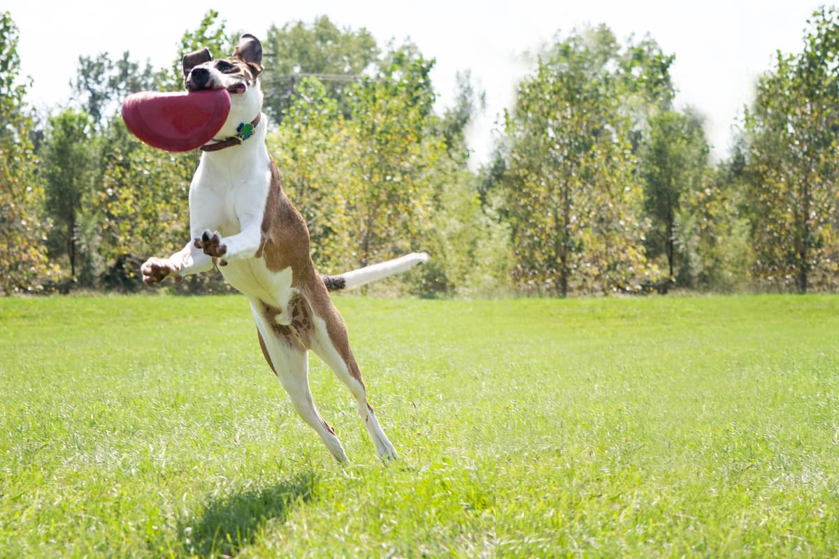 Soft, flexible KONG Flyer disc lands safely for energetic backyard play.