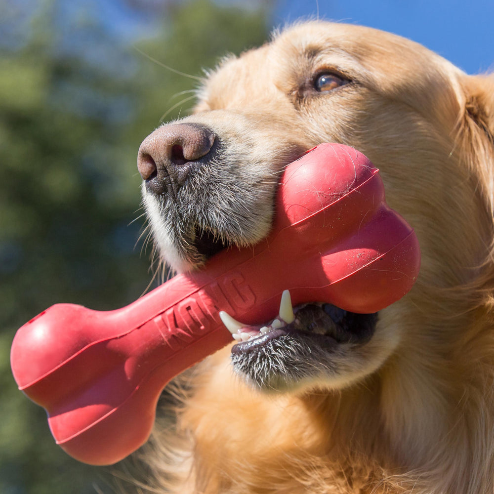 KONG Goodie Bone red for XL dogs during a chew session, reinforcing durable play