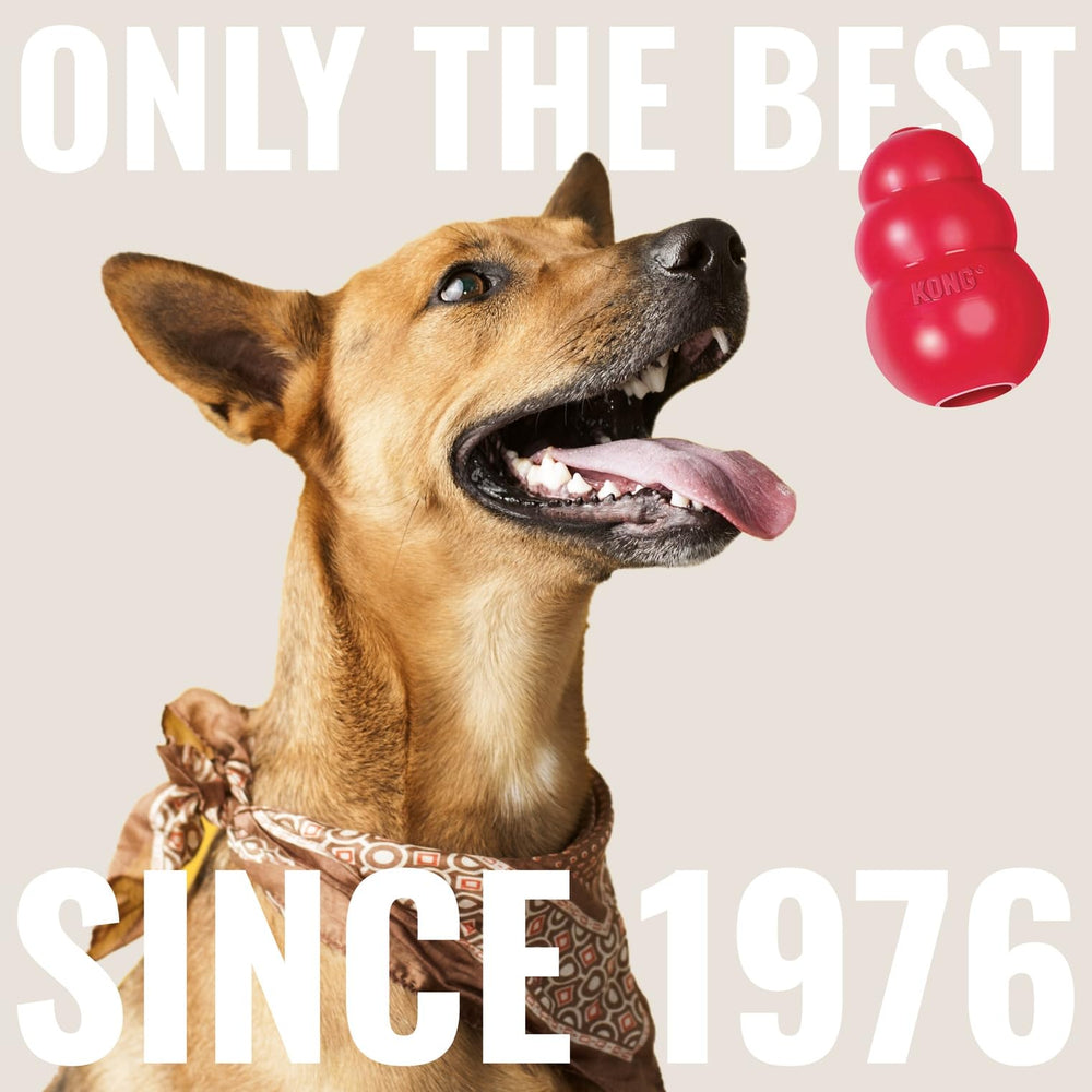 KONG indoor outdoor play set for dogs enjoying both spaces
