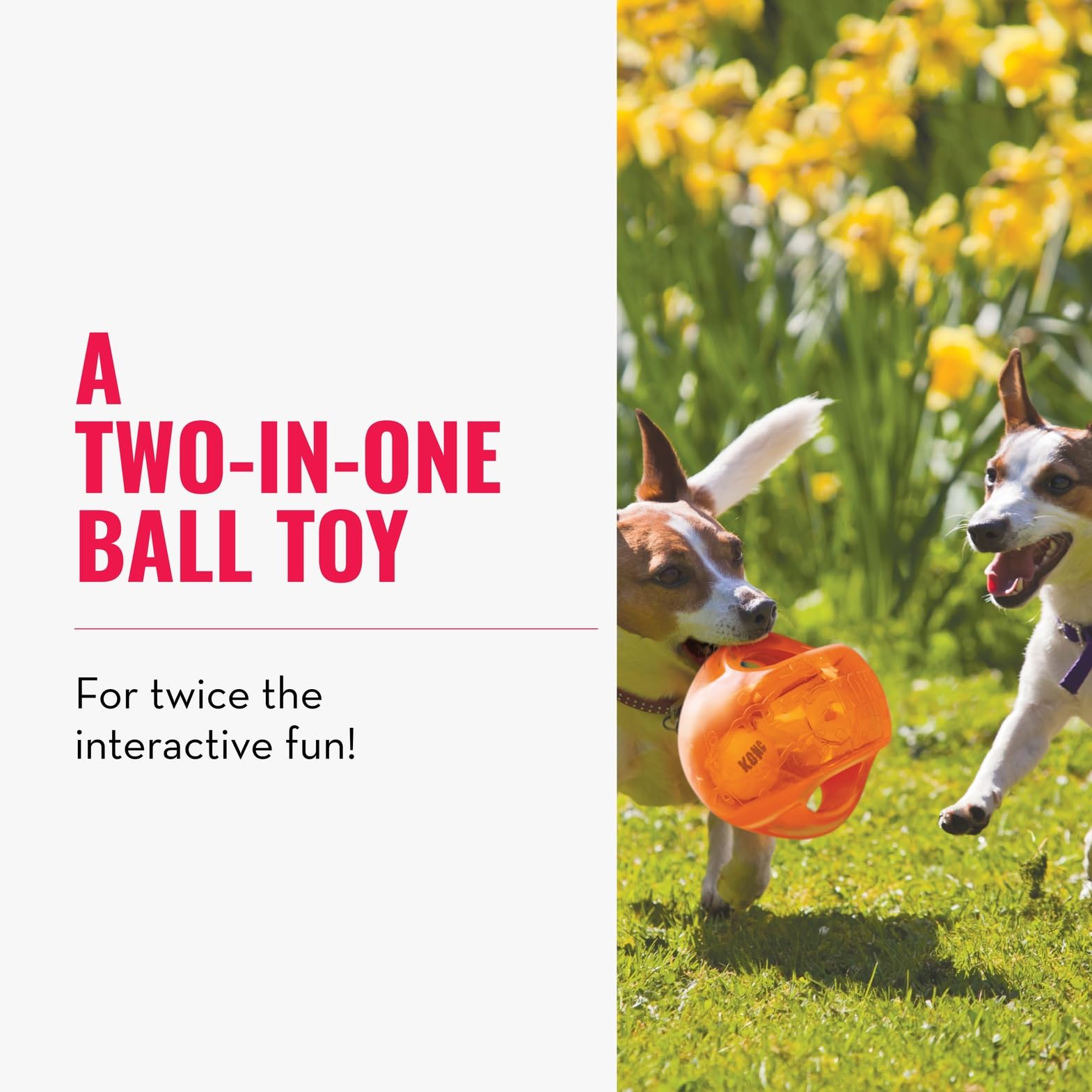KONG Jumbler Ball interactive toy in action for fetch and squeaks