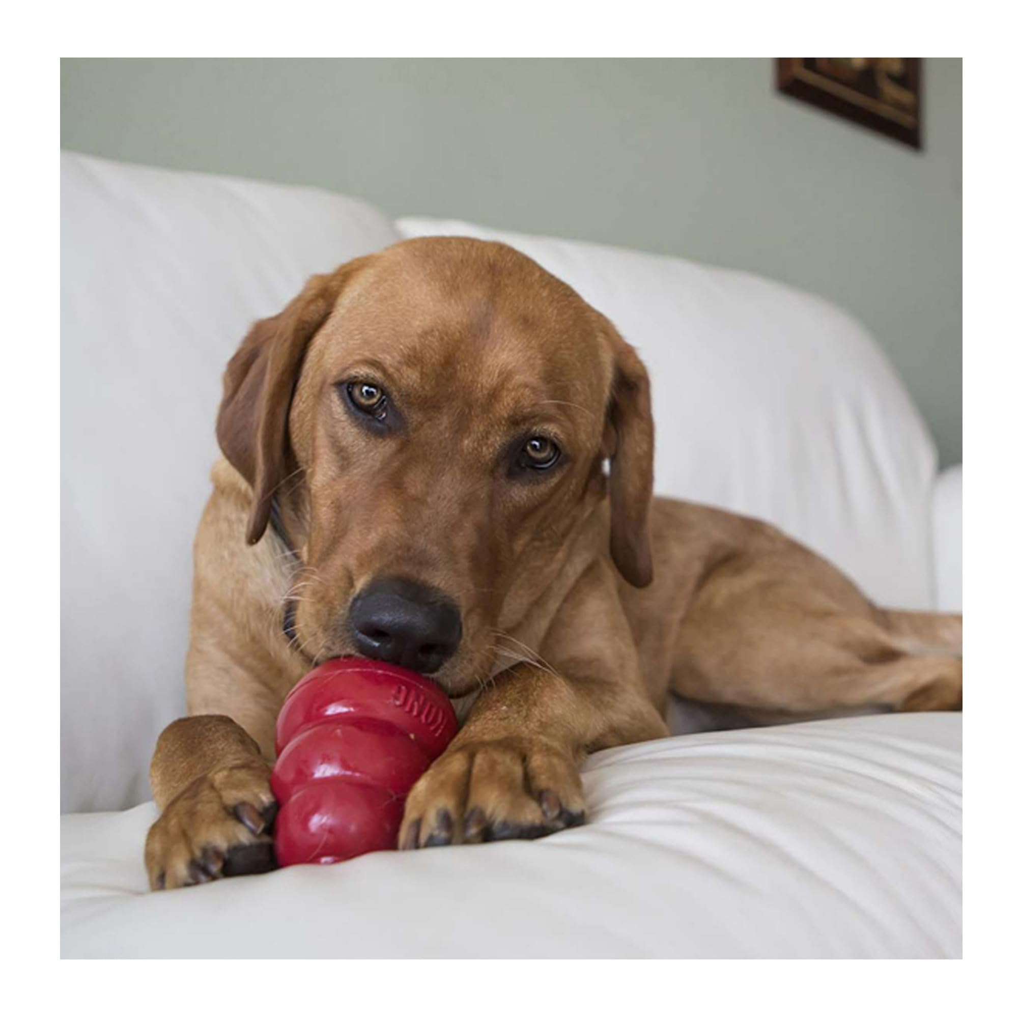 Made in the USA, KONG snacks support engaging playtime with dogs.