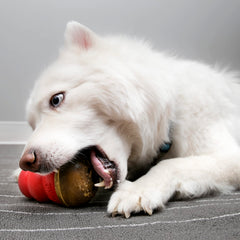 KONG Marathon chewy texture supports dental care while dogs chew during fetch