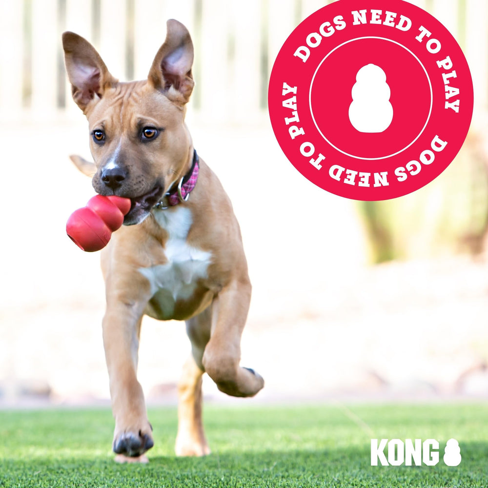 KONG Scrunch Knots Squirrel dog play session ready for fetch and tug