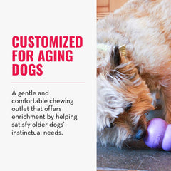 KONG Senior erratic-bounce toy sparks active play.