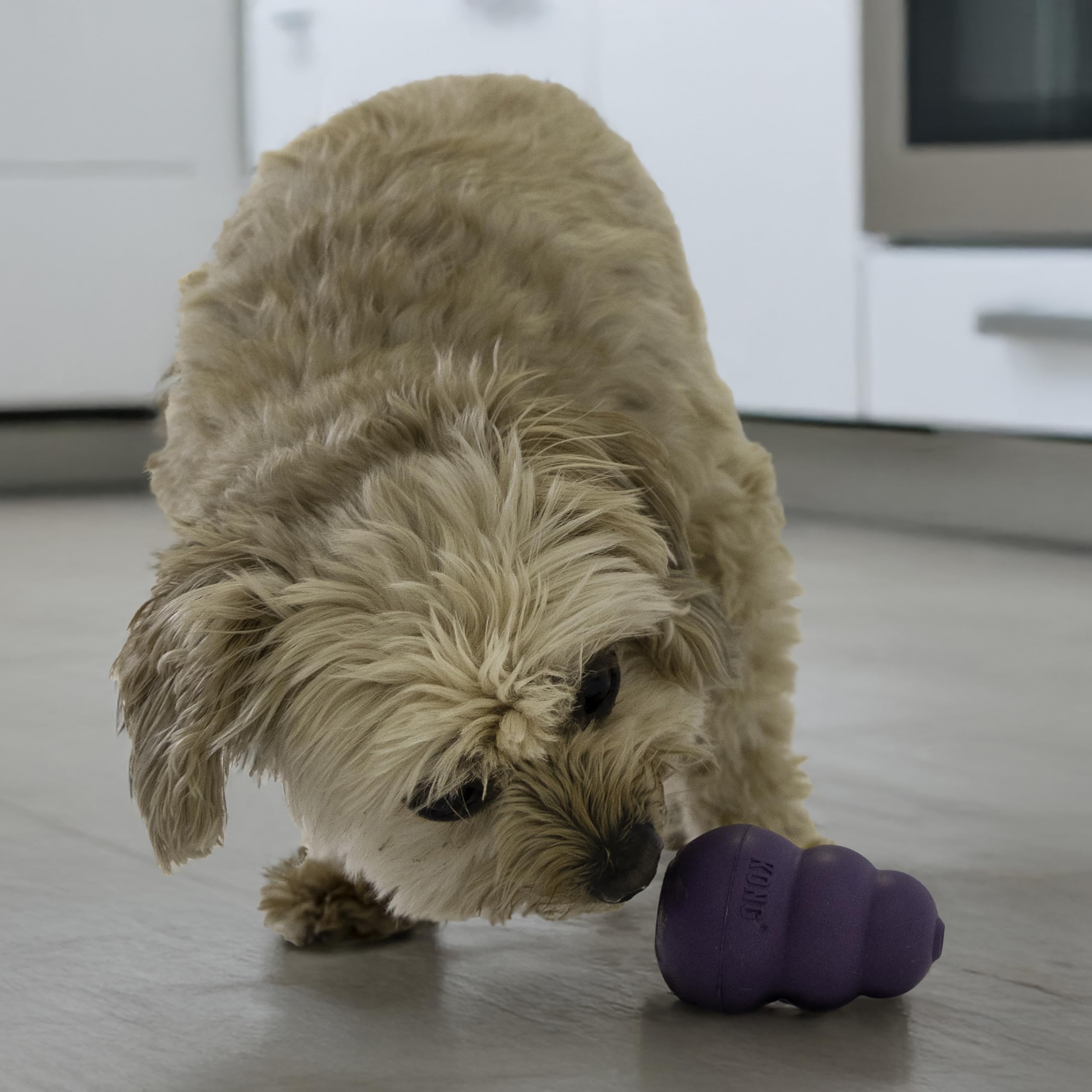 KONG Senior stuffed treat toy prepared with kibble.
