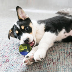 KONG Squeezz Action Ball with squeaker, keeps dogs engaged during indoor play.