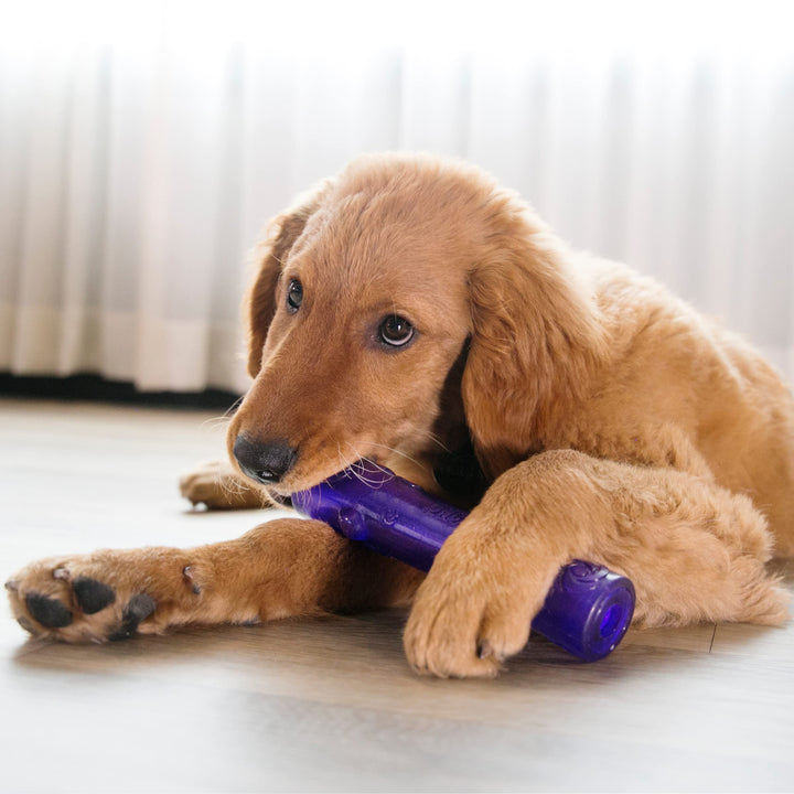 KONG Squeezz Crackle Stick large size designed for powerful chewers