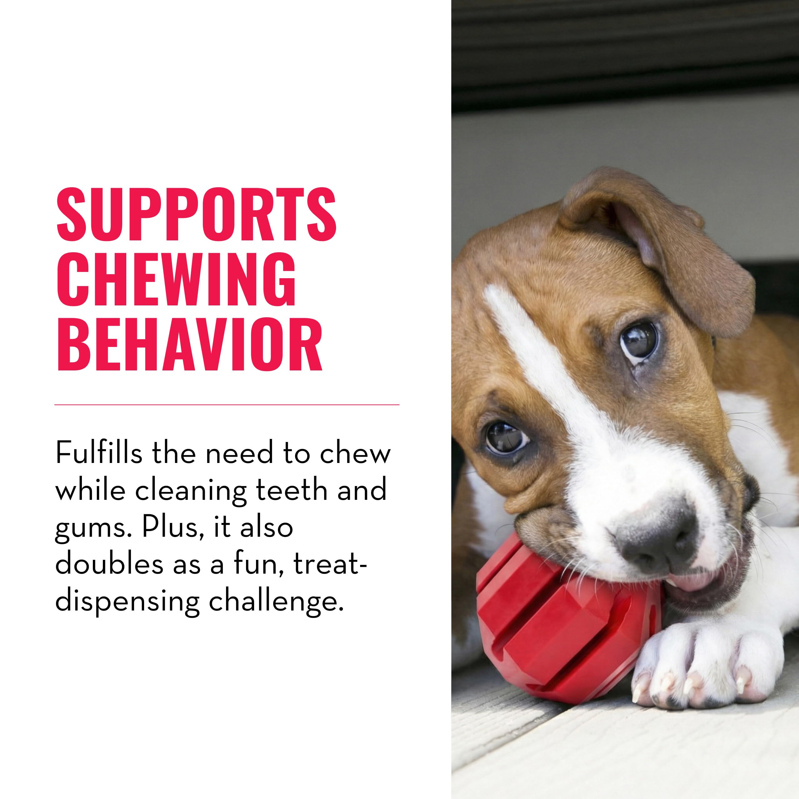 KONG Stuff-A-Ball dental ridges aid teeth cleaning during play.