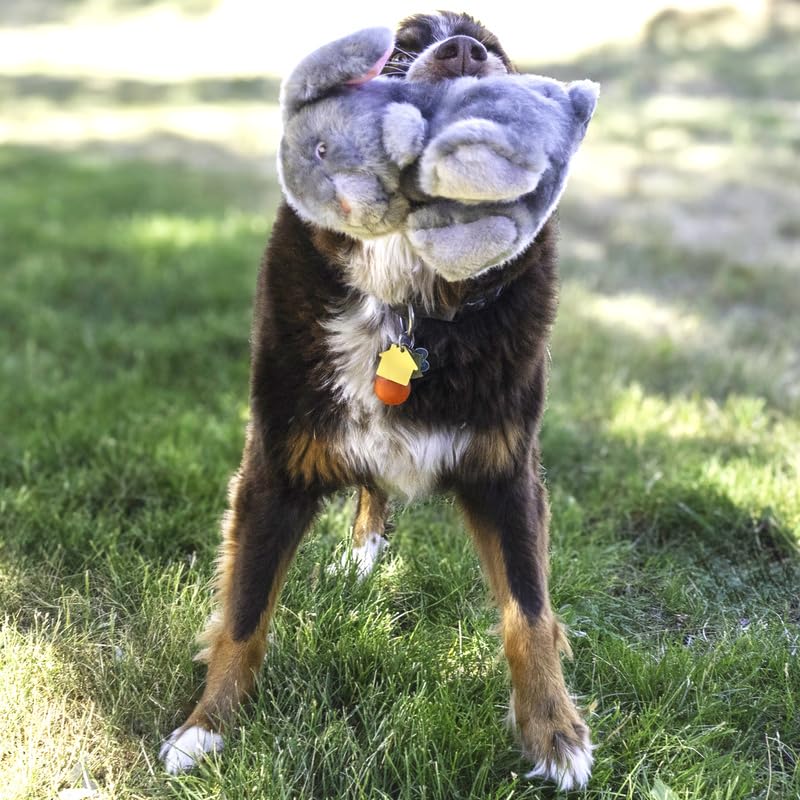 KONG Toughz double-squeaker entices thrash and shake for energetic sessions.