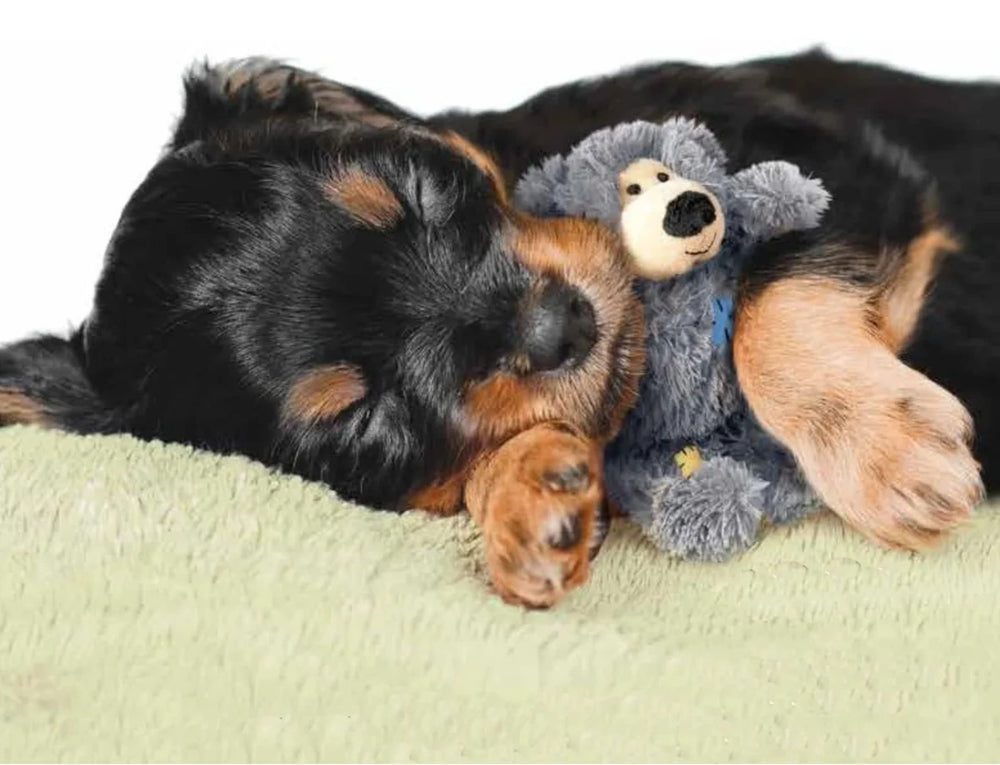 KONG Wild Knots Bears squeaker enhances interactive play and alert cues.