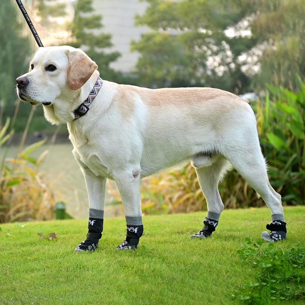 KOOLTAIL traction socks help dogs move safely indoors