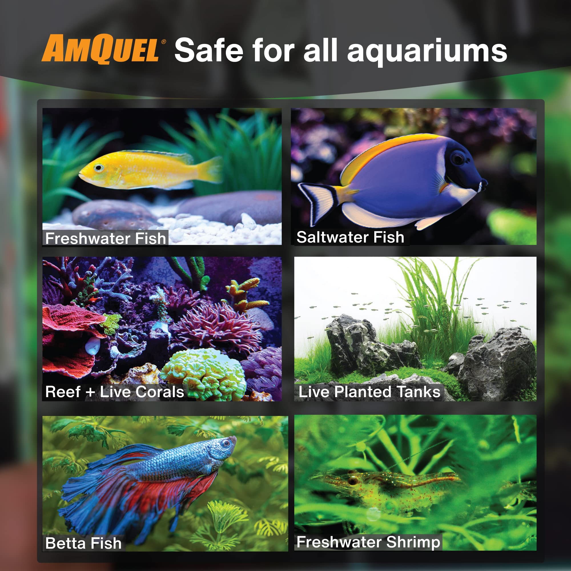 Kordon Amquel label detail highlighting decades of trusted aquarium conditioning.