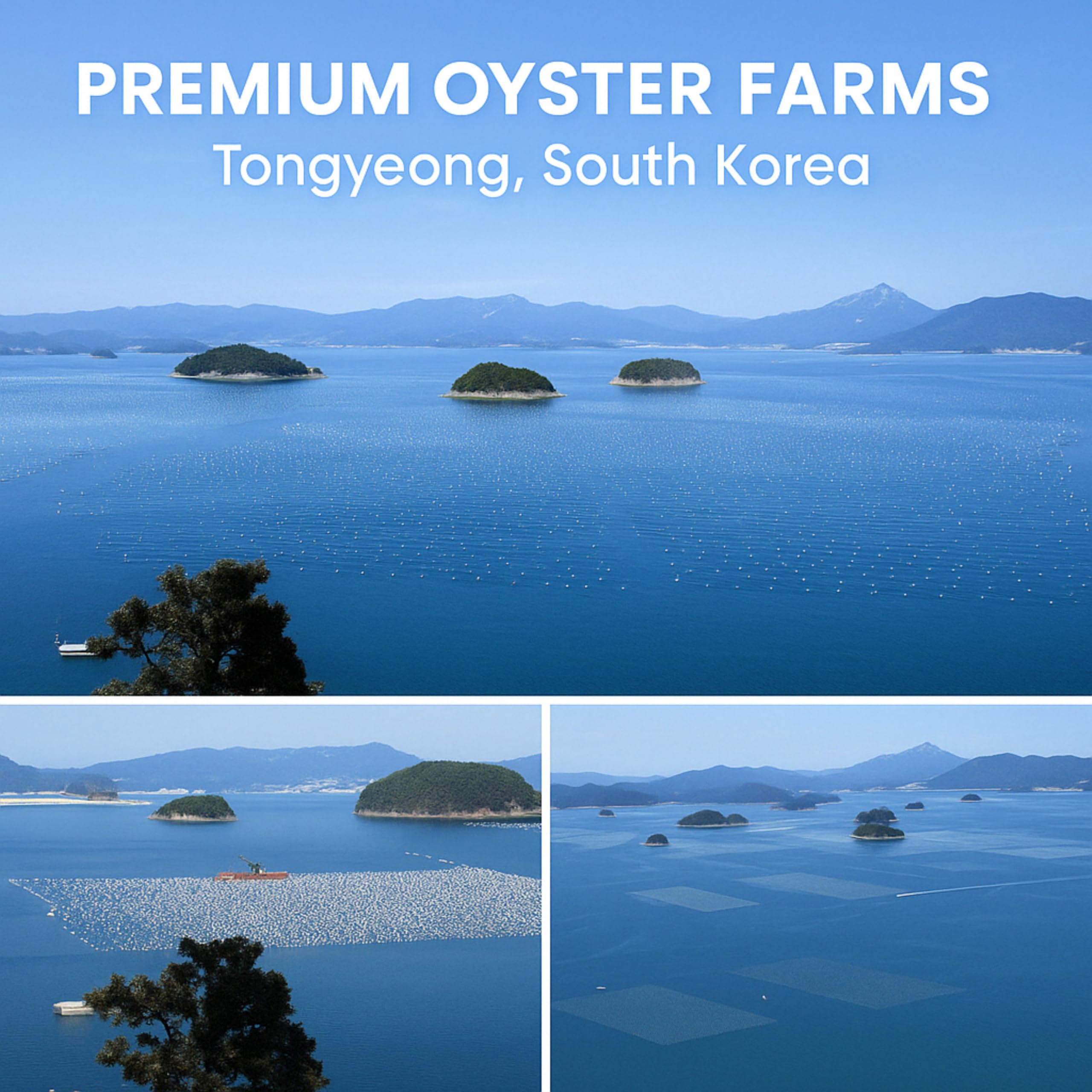 Chickens and ducks enjoy KorGourmetta oyster shell flour in coop.