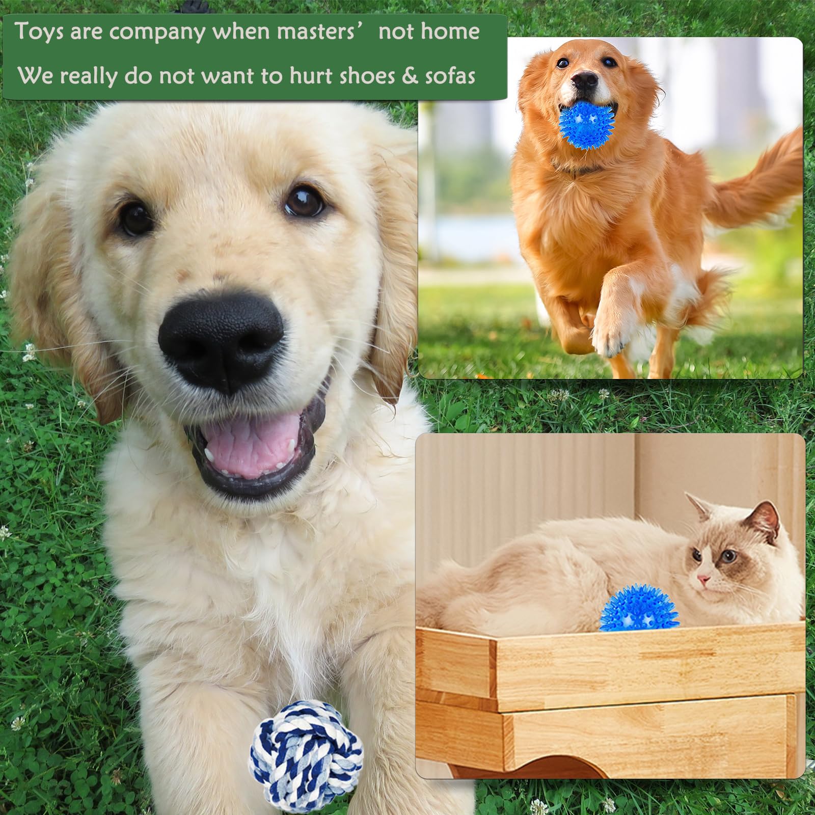 Koyukuk small dog playing indoors or outdoors with vibrant, engaging toys.