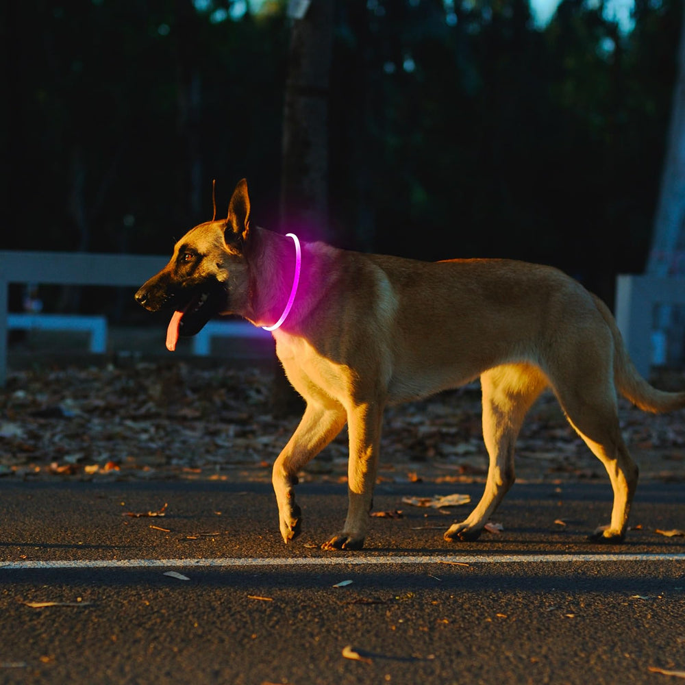 Kpuplol night-walking setup keeps your dog visible during strolls