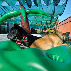 KUCDBUN coconut tree drink holder keeps beverages within paw's reach.