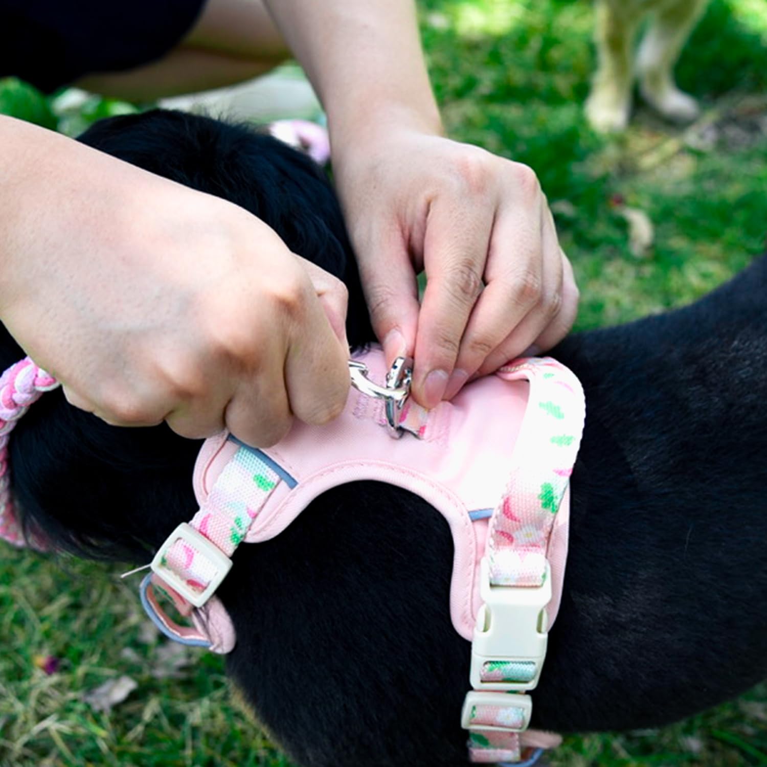 KUDOS gift-ready packaging makes a thoughtful present for dog lovers
