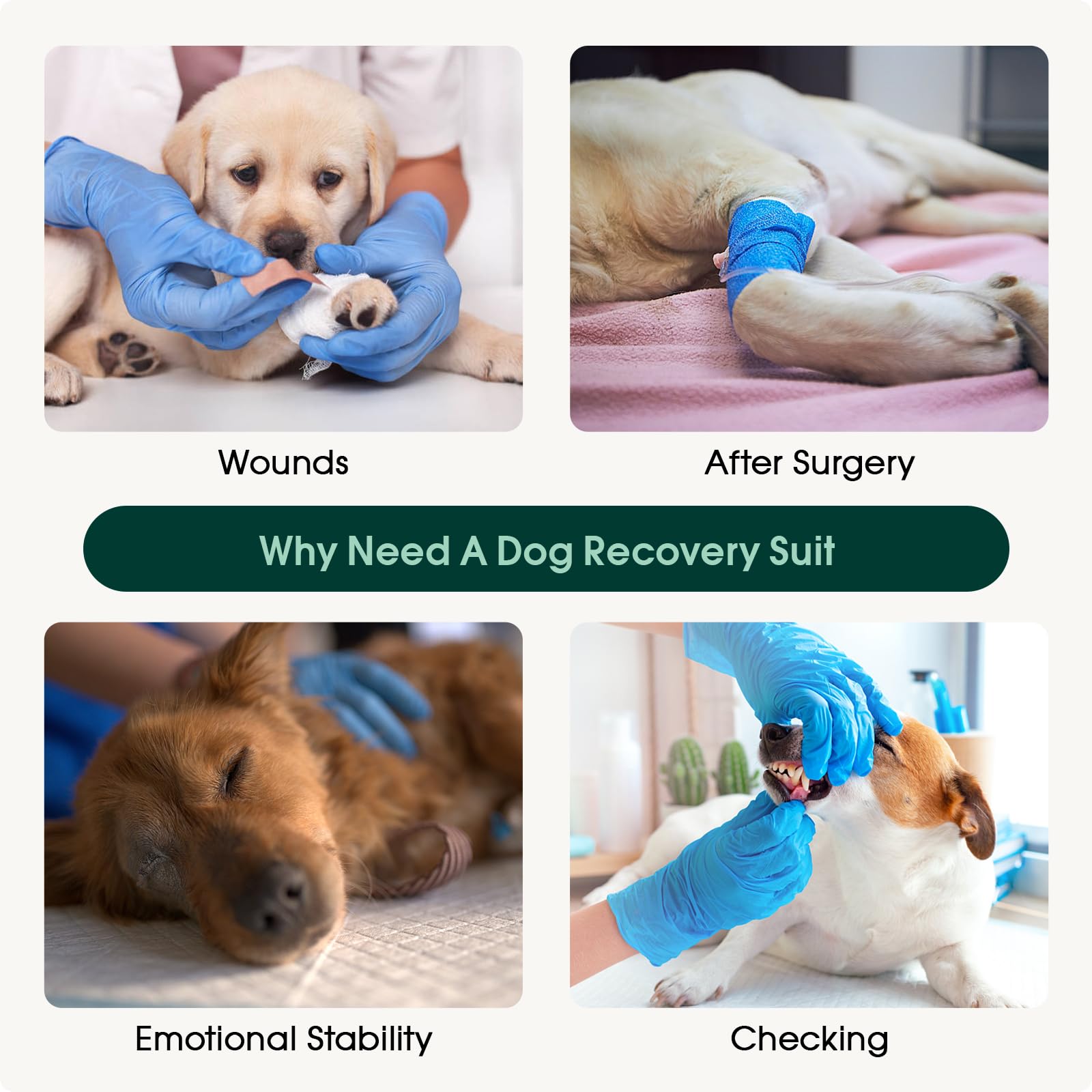 Kuoser pink recovery suit on dog in action during daily activities.