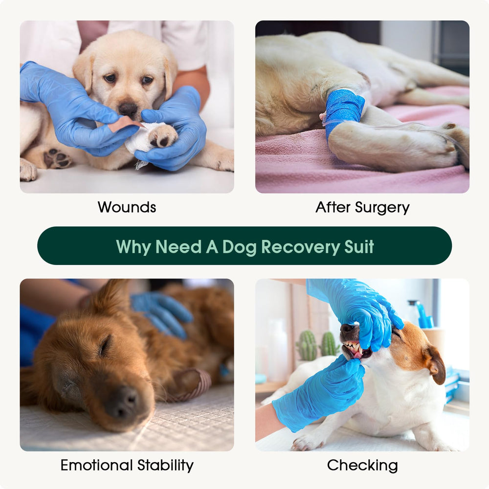 Kuoser pink recovery suit on dog in action during daily activities.